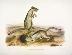 Douglass s Spermophile