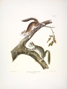 Downy Squirrel
