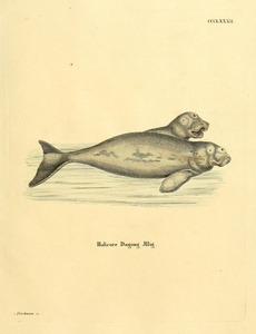 Dugong