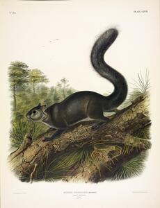 Dusky Squirrel