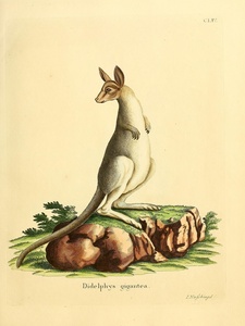 Eastern Grey Kangaroo