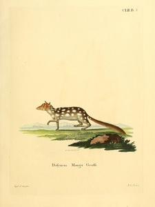 Eastern Quoll Eastern Native Cat