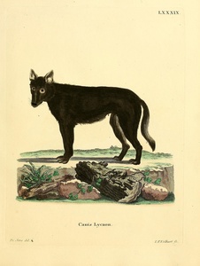 Eastern Timber Wolf