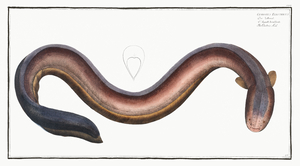Electric Eel