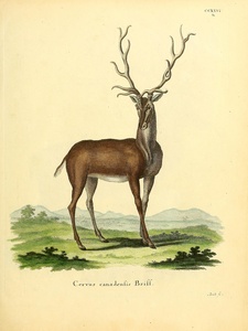 Elk Wapiti