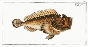 Estuarine Horrid Stonefish
