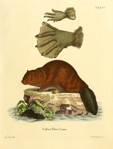 Eurasian Beaver