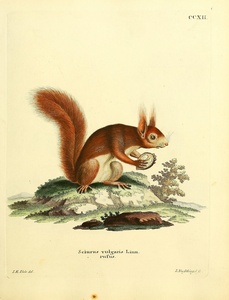 Eurasian Red Squirrel