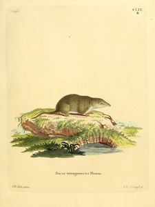 Eurasian Shrew
