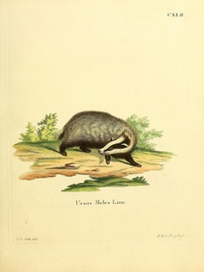 European Badger