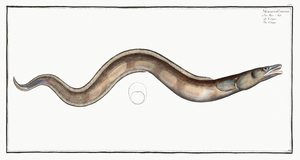 European Conger Eel