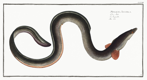 European Eel