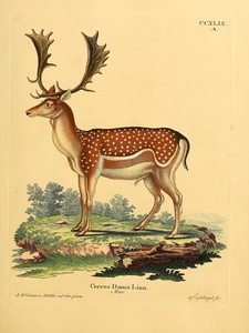 European Fallow Deer