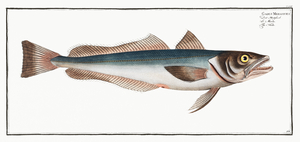 European Hake