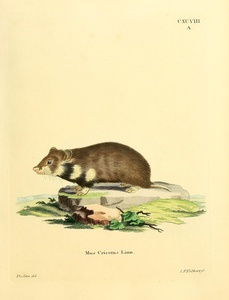 European Hamster