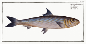 European Pilchard