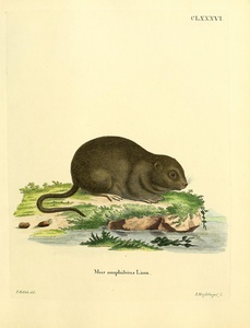 European Water Vole