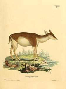 European fallow deer 2