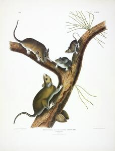 Florida Rat
