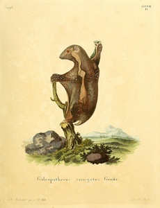 Flying Lemur Colugo