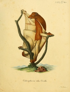 Flying Lemur Colugo Print