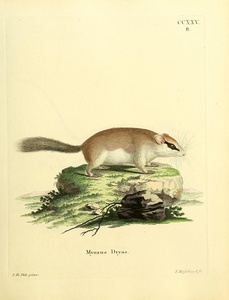 Forest Dormouse