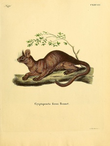 Fossa