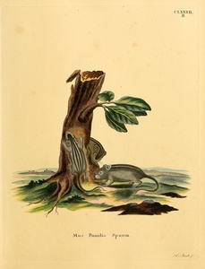Four Striped Grass Mouse