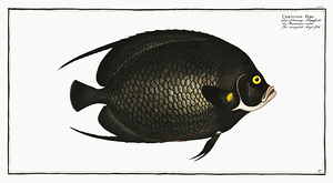 French Angelfish