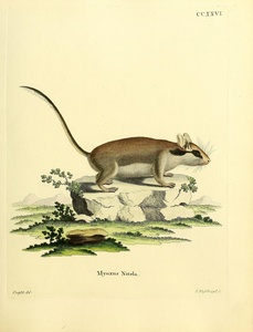 Garden Dormouse