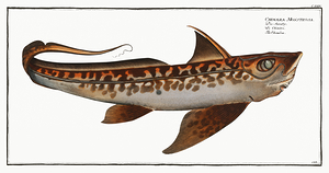 Ghost Shark Rabbit Fish