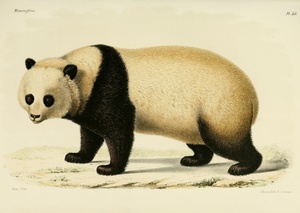 Giant Panda