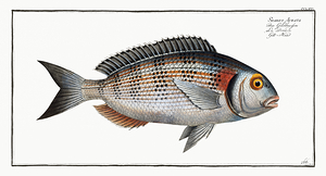 Gilt Head Bream