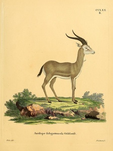Goitered Gazelle