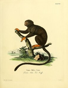 Golden Handed Tamarin