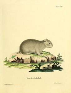 Gray Dwarf Hamster