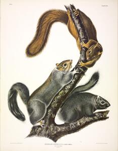 Gray Squirrel