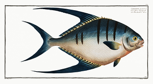 Great Pompano Palometa