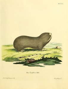 Greater Blind Mole Rat