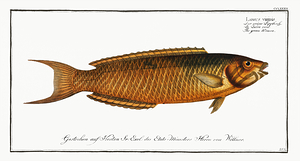 Green Wrasse
