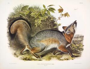 Grey Fox