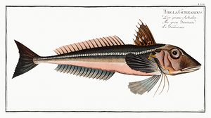 Grey Gurnard