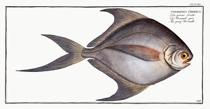 Grey Pomfret