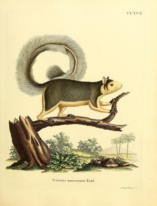 Grizzled Giant Squirrel