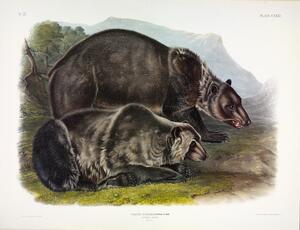 Grizzly Bear