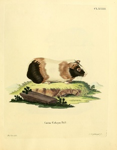 Guinea Pig