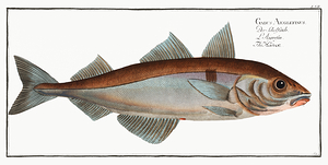 Haddock