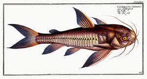 Hancocks Catfish