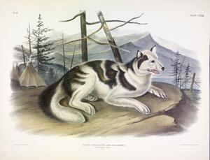 Hare Indian Dog