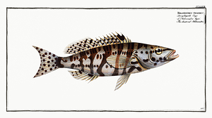 Harlequin Bass